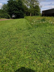 Buckinghamshire Grass Cut