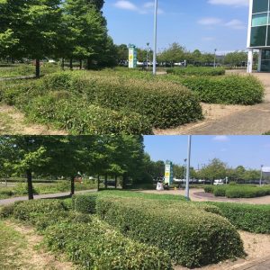 Cutting Back Hedges