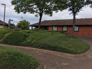 Trimmed and shaped bush