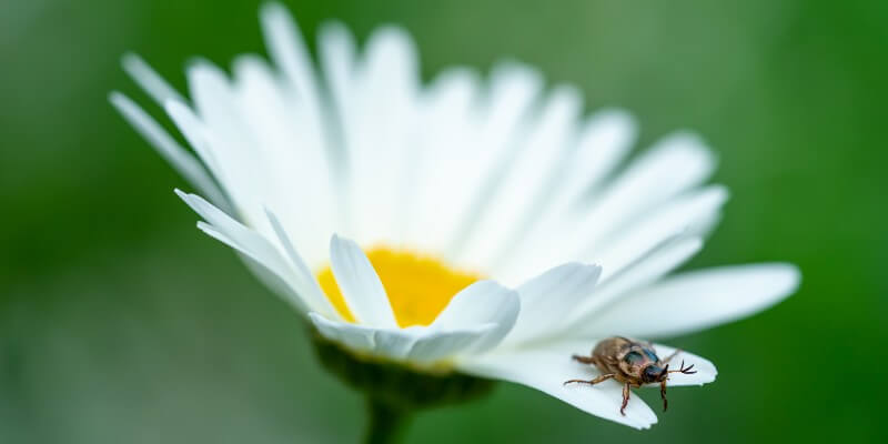 Bug On Daisy