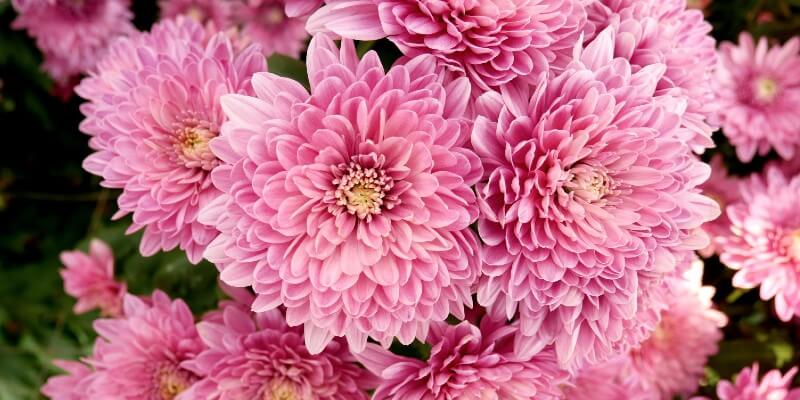 chrysanthemum