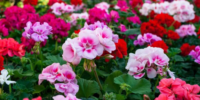 geraniums