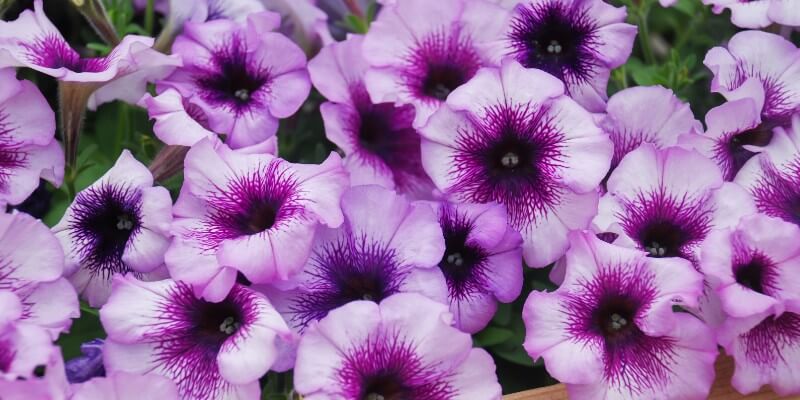 petunias