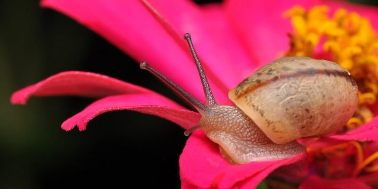 Slug On Flower