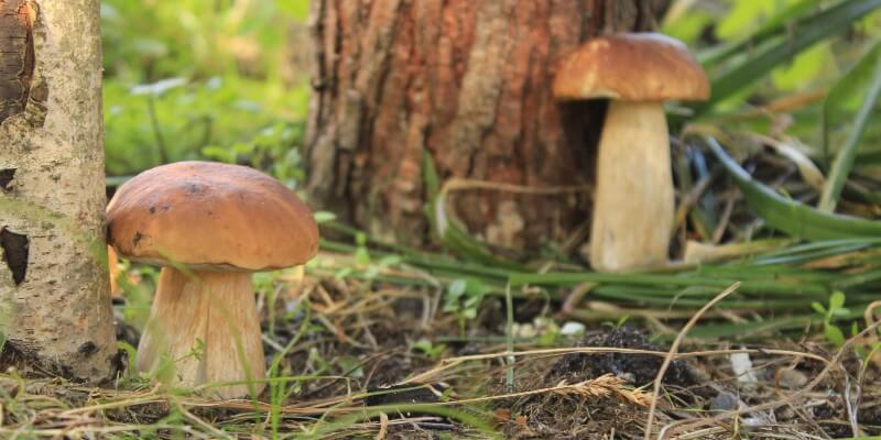 mushrooms around trees