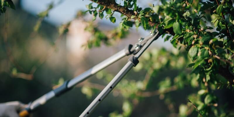 pruning trees