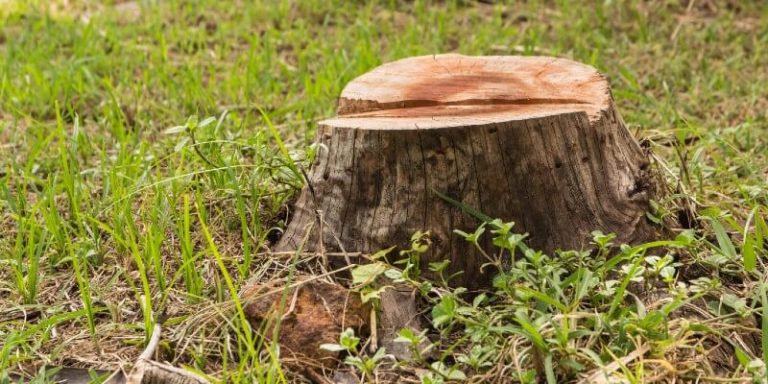 Rotting Tree Stump