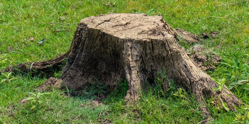 tree stump