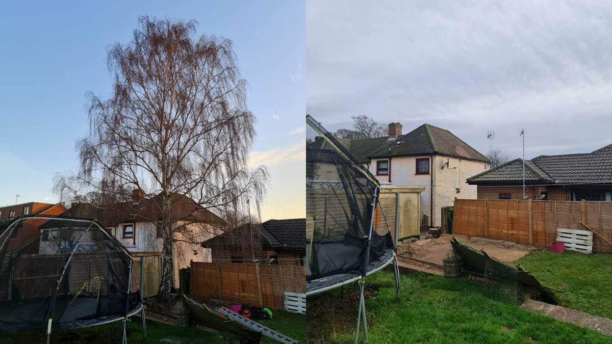 Silver Birch Removal in Milton Keynes Neal Landscapes