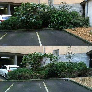 Shrub Pruning Before and After