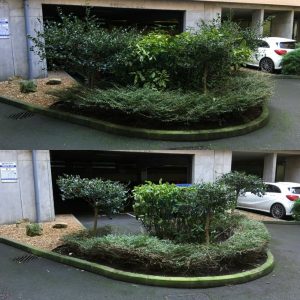 Shrub Pruning Before and After