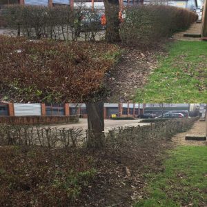 Reducing Beech Hedges