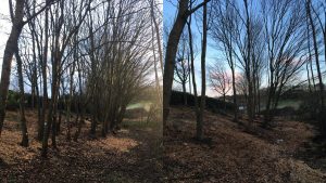 Tree Thinning For The Parks Trust