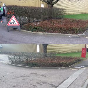 Trimming Beech Hedges