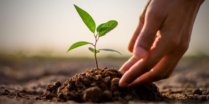 planting tree