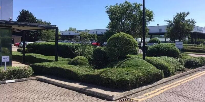 Hedge Landscaping