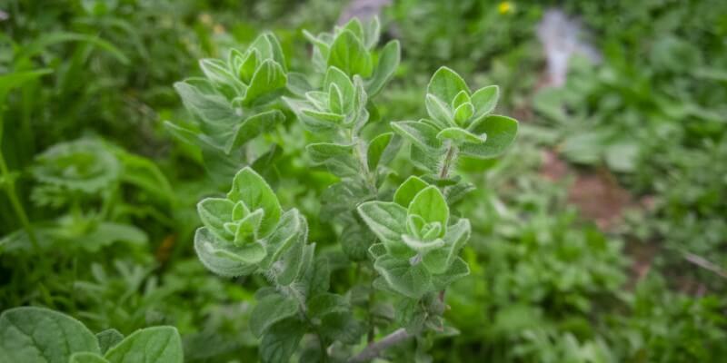 Oregano Plant