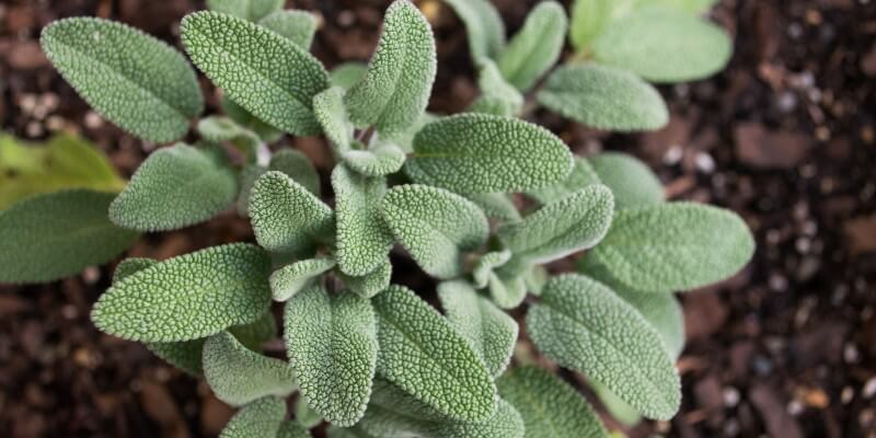 Sage Leaves