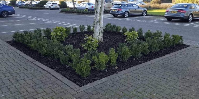 tree landscaping