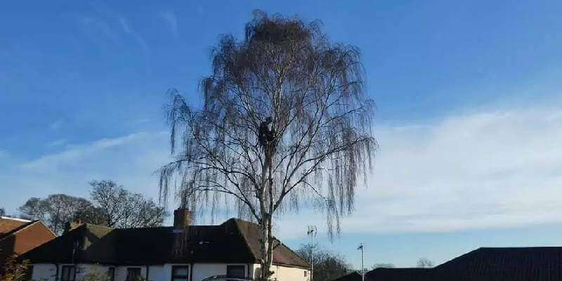 Tree Removal