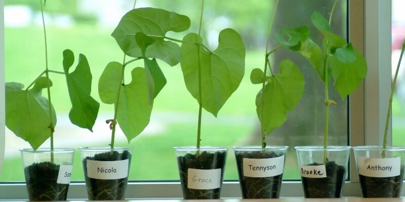 pots of growing plants with names on them