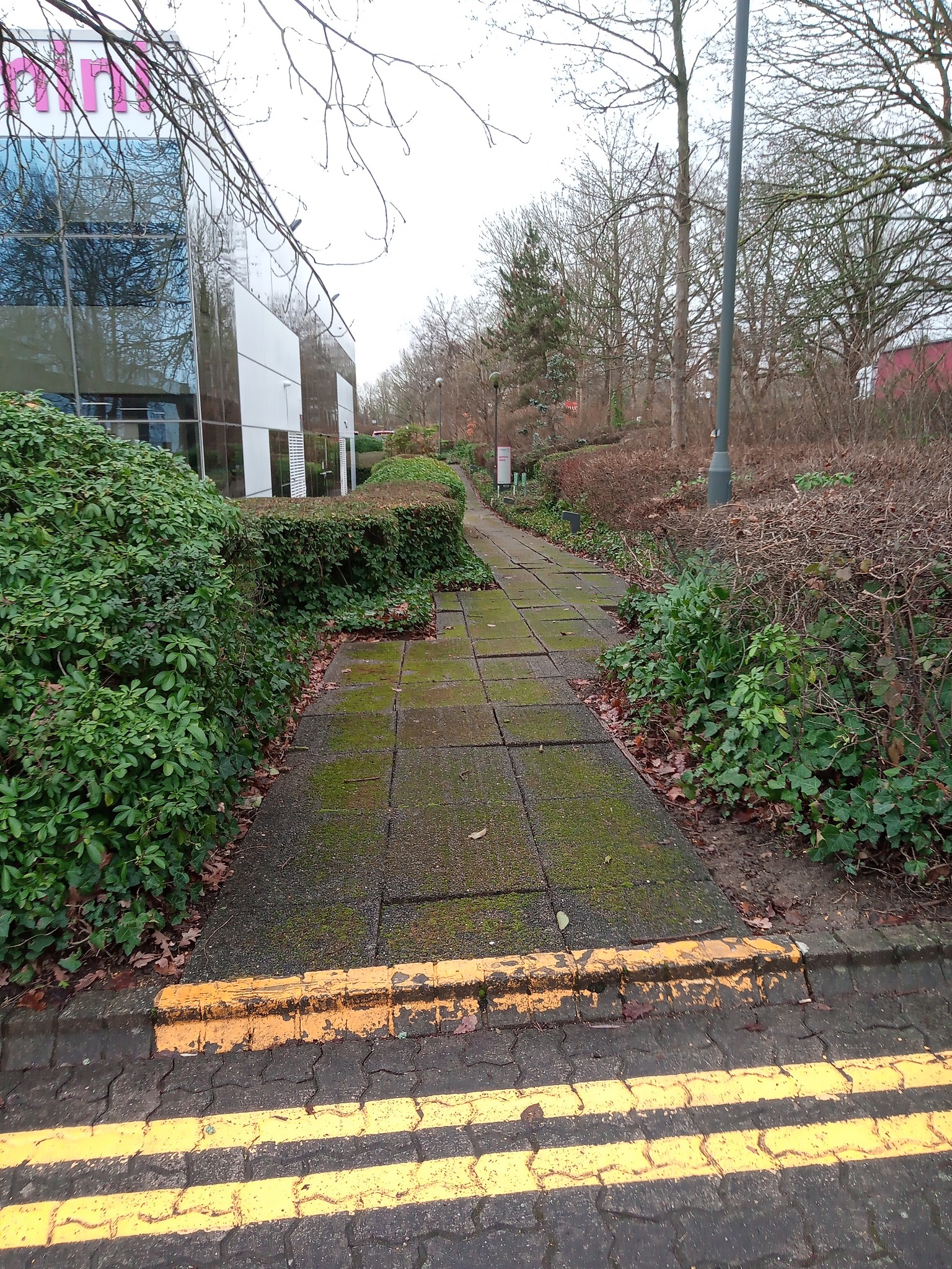 before the moss treatment