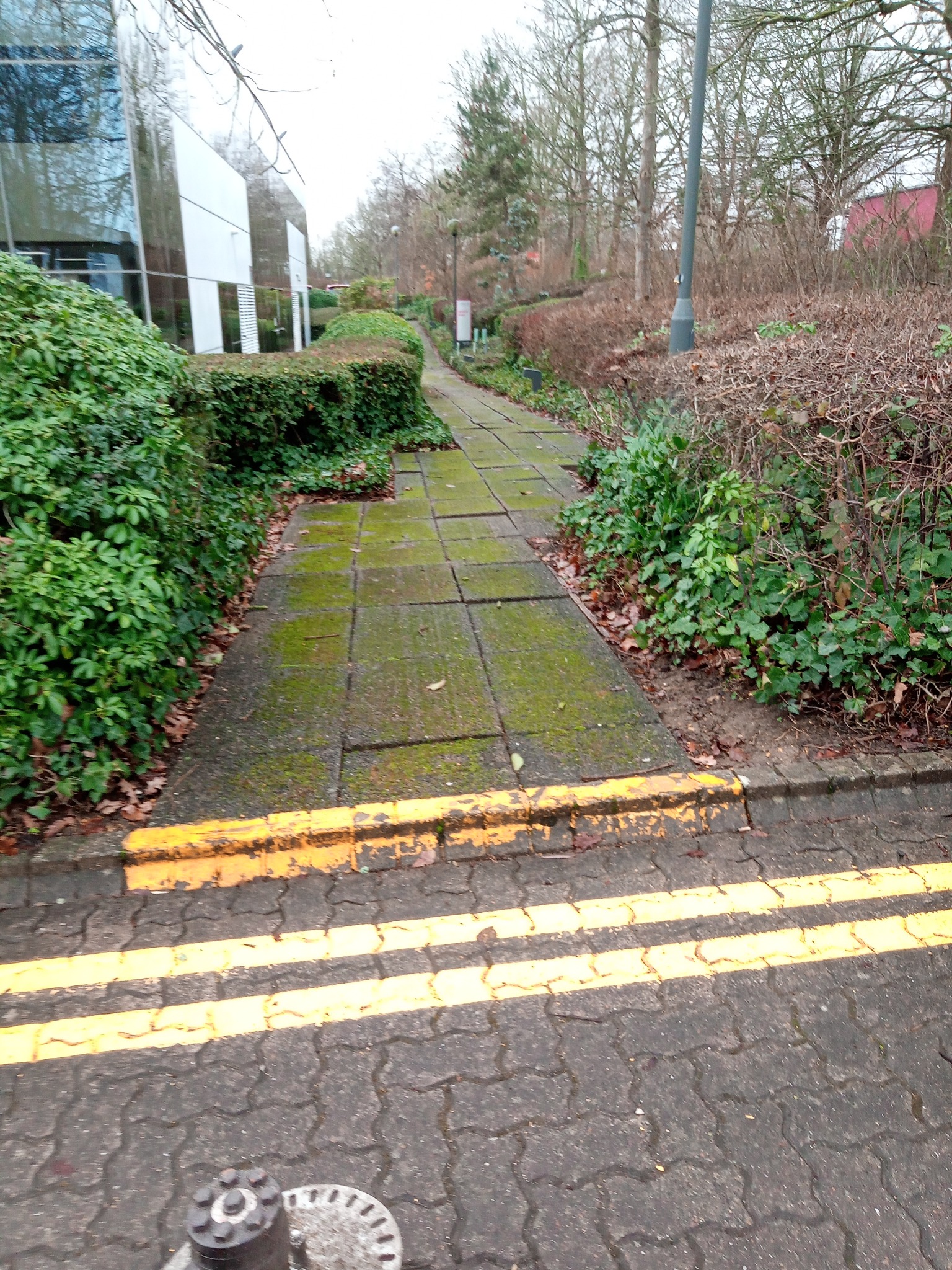 dirty pavement with moss