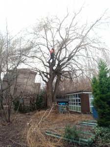 Before Removal Of Tree