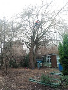 Completing Removal Of Tree