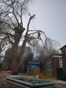 Completing Removal Of Tree