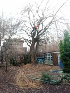 Cutting Down Parts Of Tree