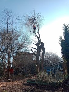 During Removal Of Tree