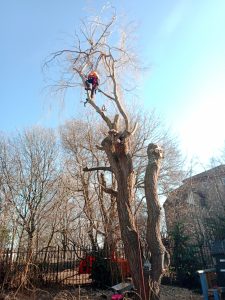 Performing Tree Surgery