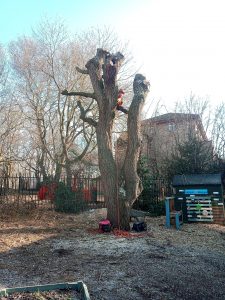 Post Tree Surgery