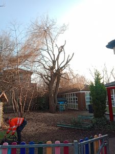 Removing Tree In School