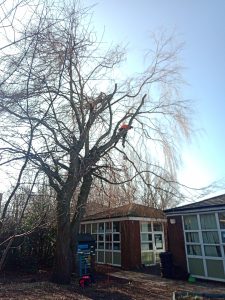 Whilst Cutting Down Tree Branches