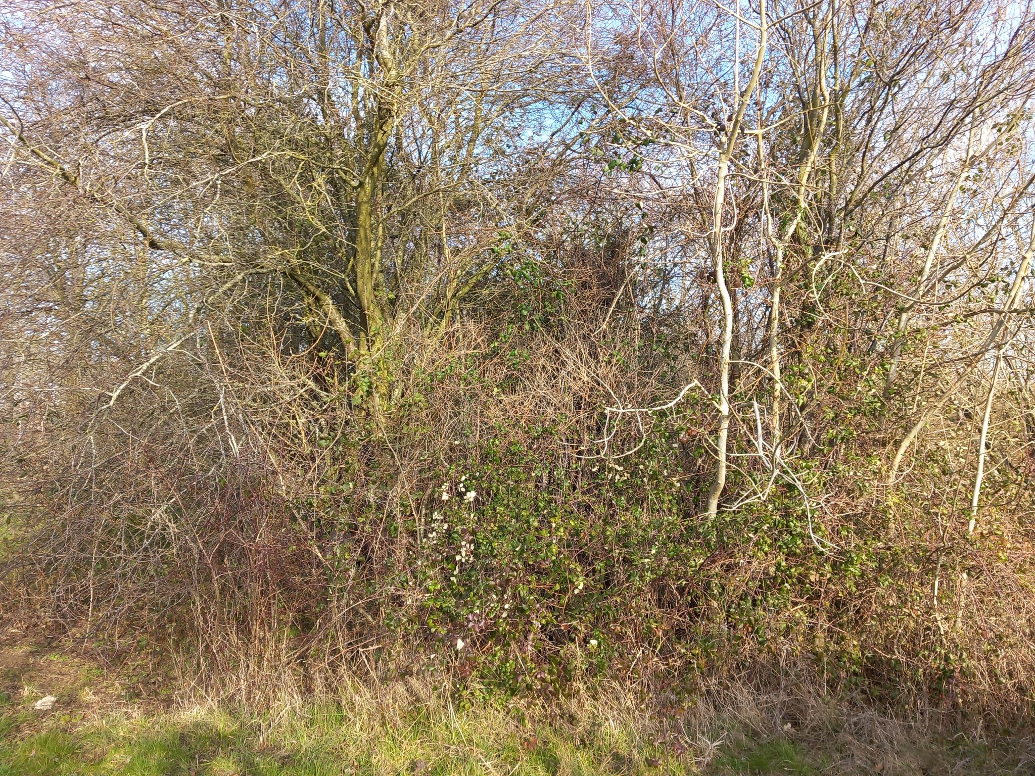 Ground Maintenance Project In Milton Keynes Neal Landscapes