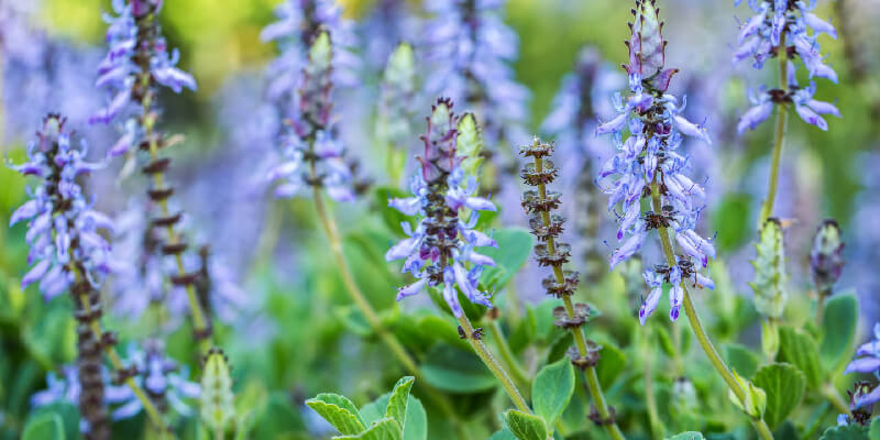 Coleus Canina