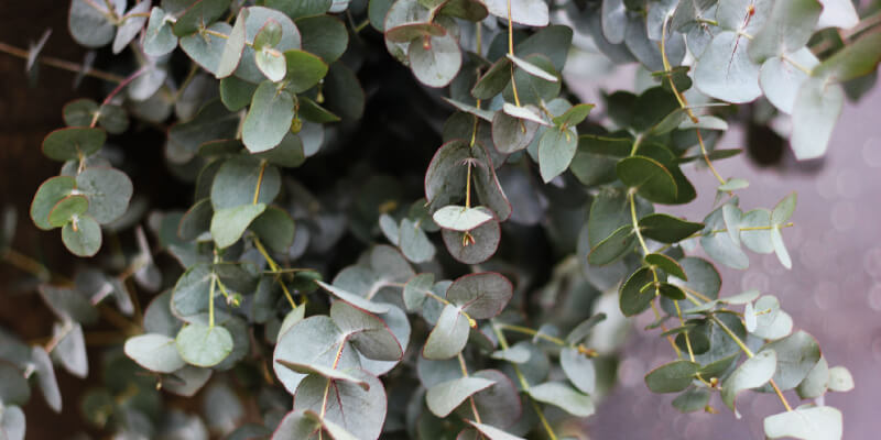 Eucalyptus