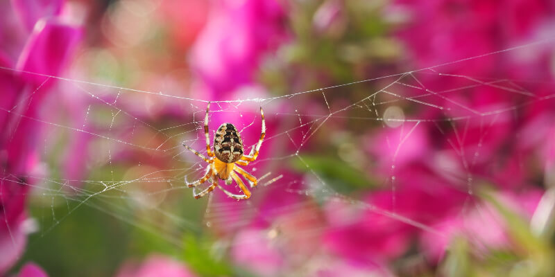 Spider On Flower