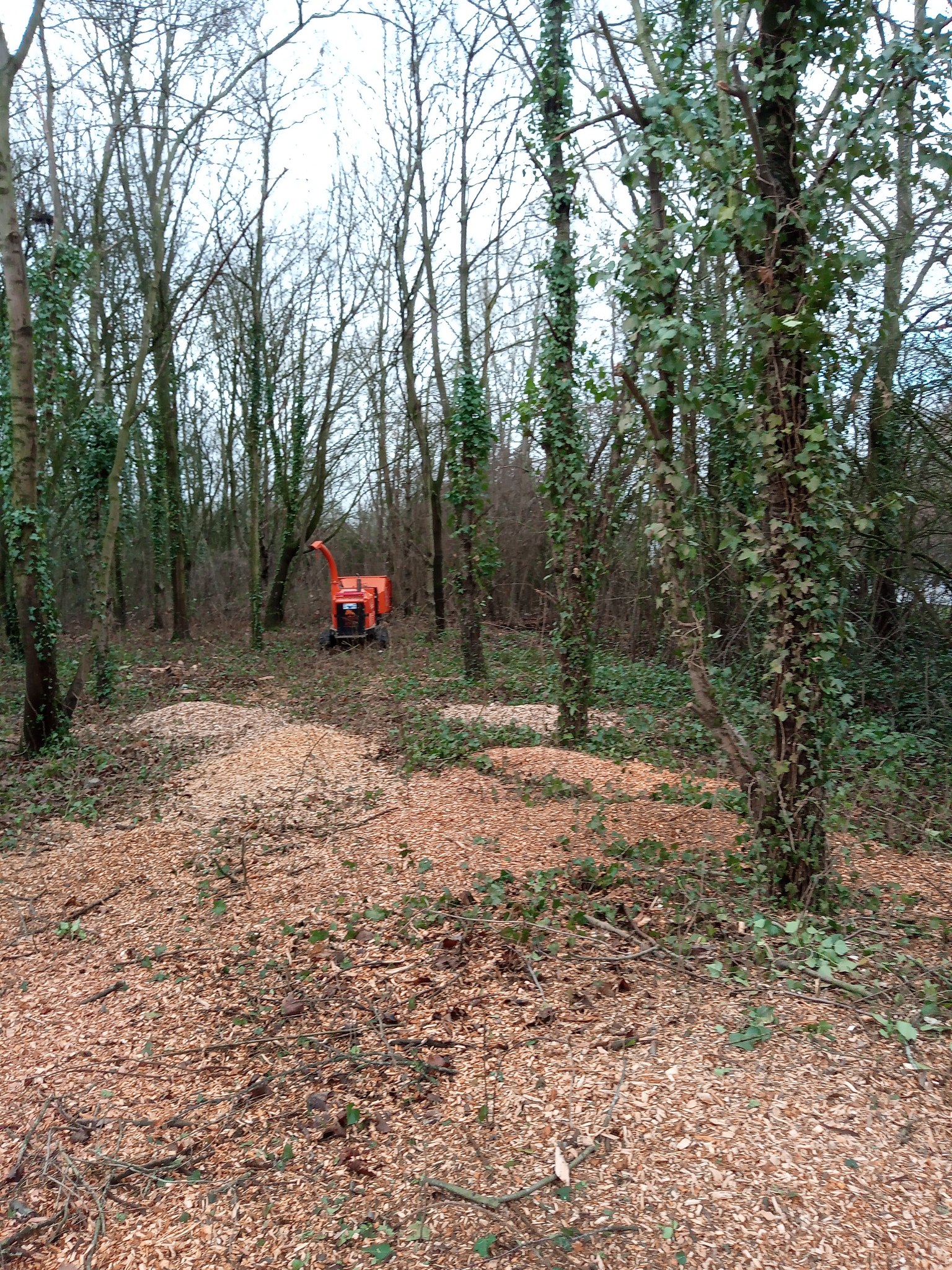 Canopy Removed Tree Thinning & Under Canopy Removal, Milton Keynes