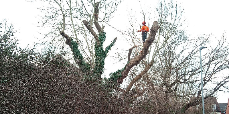 Cutting Down Tree Branches