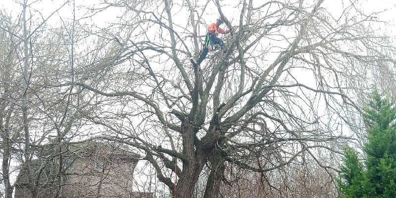 During Tree Surgery