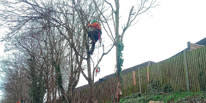 Tree Surgery Work