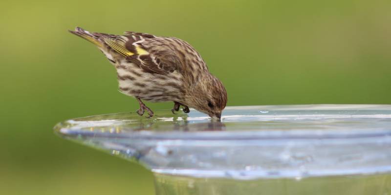 Bird Drinking From Dish