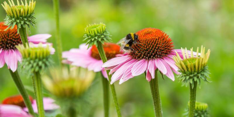 Butterfly On Flower