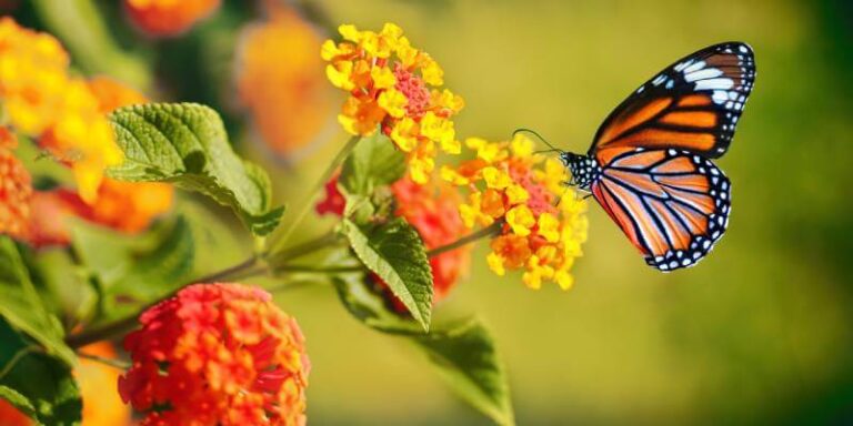 Butterfly On Plant