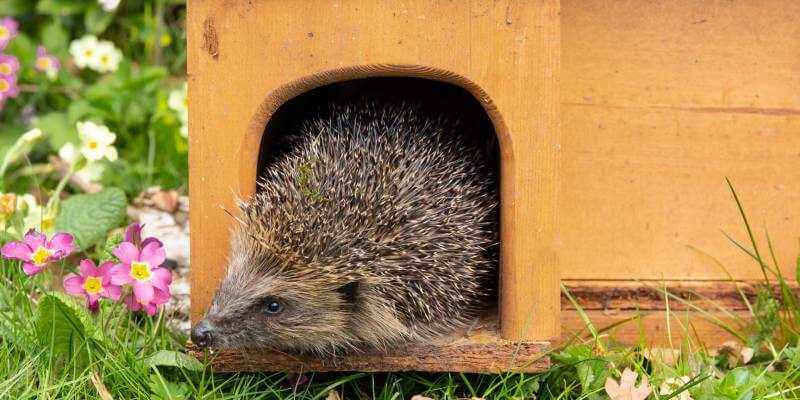 Hedgehog House