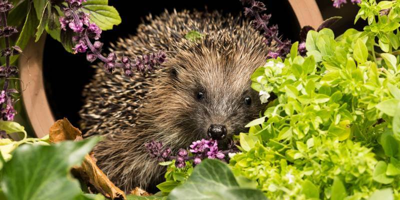 Hedgehog In Garden