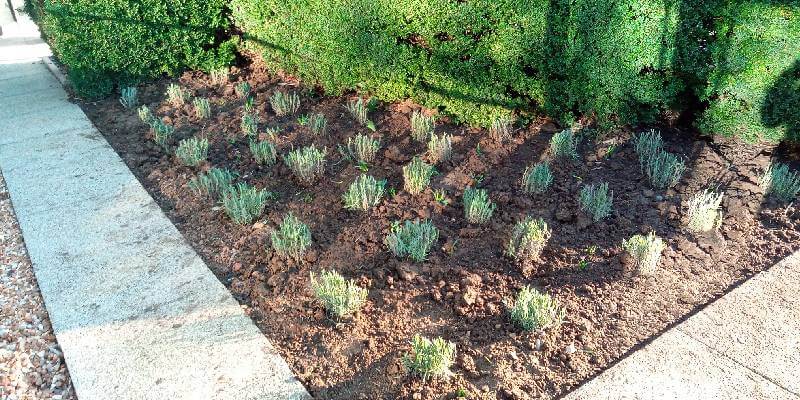 Plants Outside